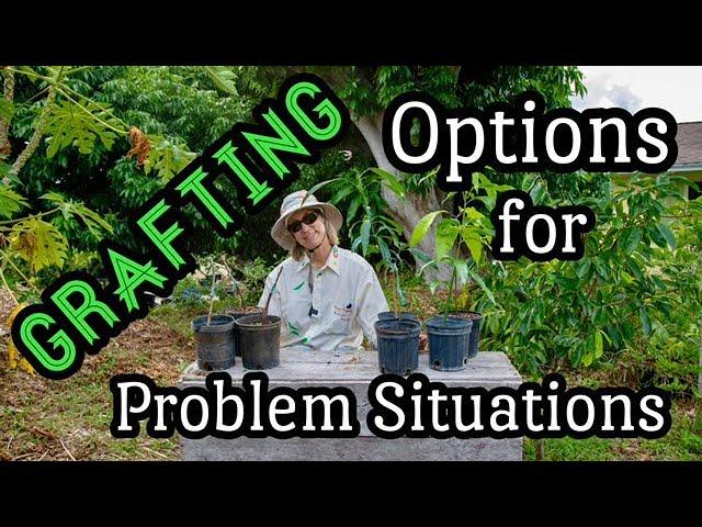 Mango Grafting Options for Problem Situations