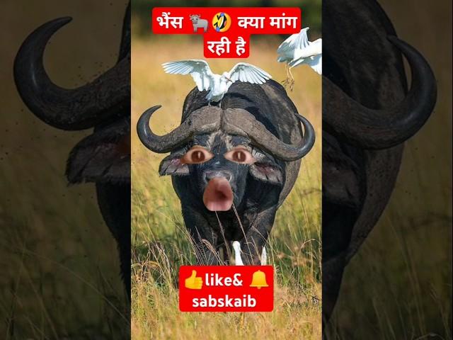 Pani lao re video  /pani lao re /cow videos/ पानी लाओ रे   #cowshort #funny #shorts