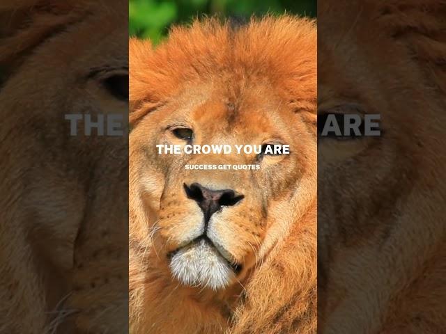 Lion Attitude Quotes | Lion Mentally  #shorts #lion