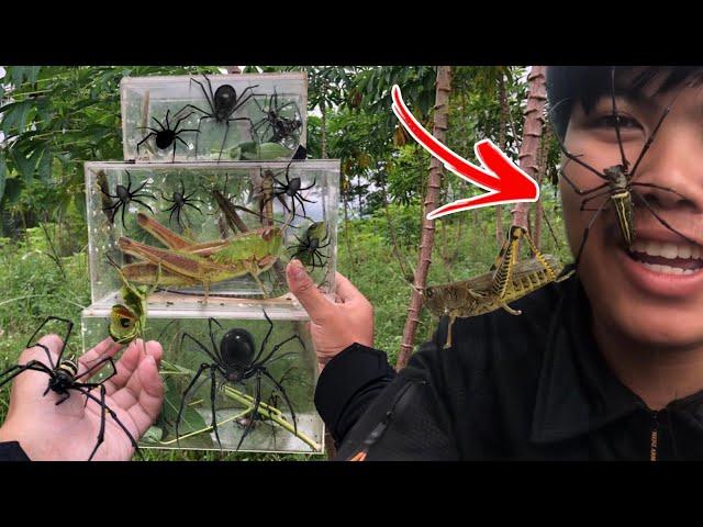 hunting insect and spider in wild! catch a lot of golden orb spider and giant giant king grasshopper