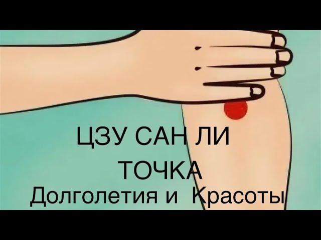 ЦЗУ Сан Ли - точка Долголетия и Красоты