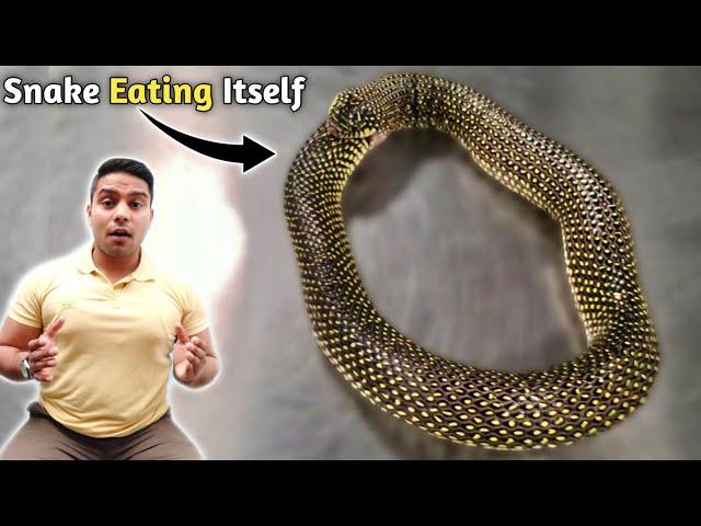 A Snake Eating Itself  | #Shorts