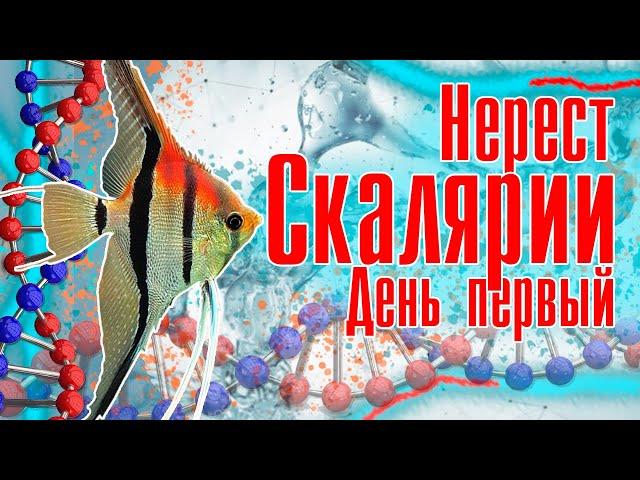 Скалярии, первый нерест.