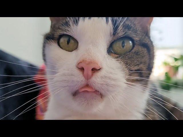 A Short Message From Arie The Cat