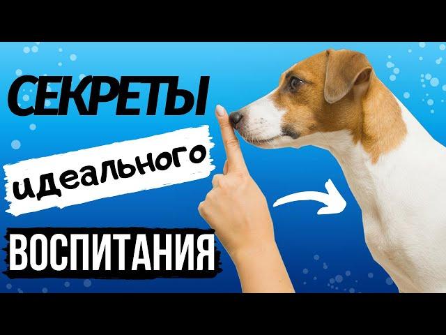 КАК ВОСПИТАТЬ ИДЕАЛЬНУЮ СОБАКУ? | Советы начинающим собаководам