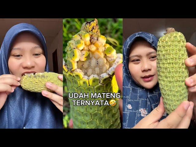 AN3H⁉️ KOMPILASI DIREY MAKAN BUAH MONSTERA