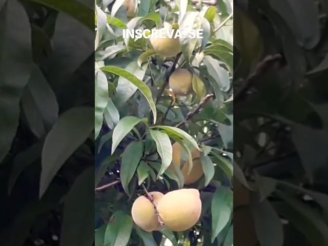 plantei a semente do Pêssego que comprei no supermercado e hoje colhendo frutos orgânicos #nature