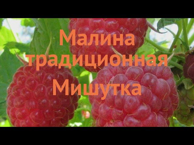 Малина традиционная Мишутка (rubus)  малина Мишутка обзор: как сажать саженцы малины Мишутка