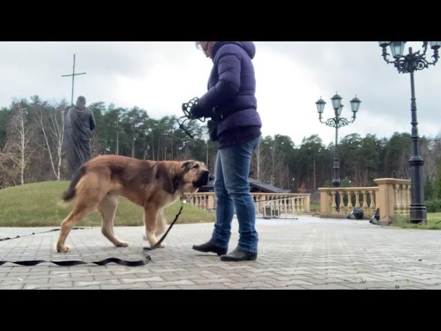 Как приучить собаку к наморднику.С Вами кинолог Наталья Севостьянова