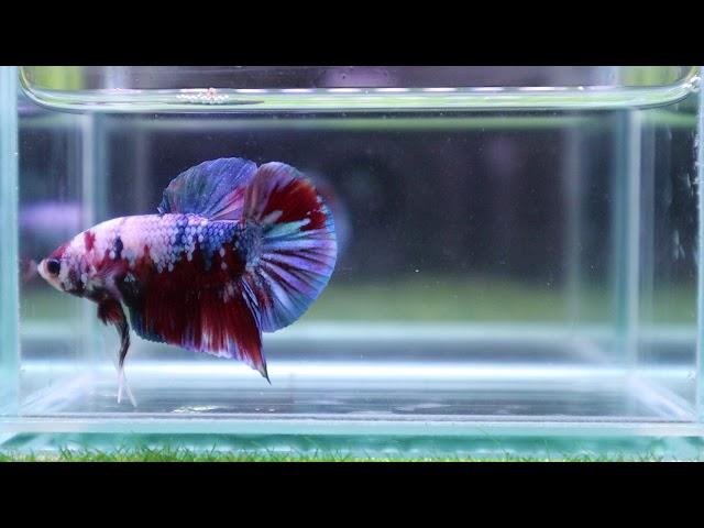 [16_A3]Live Betta Fish High Quality HMPK Male Red GalaxyVideo Included