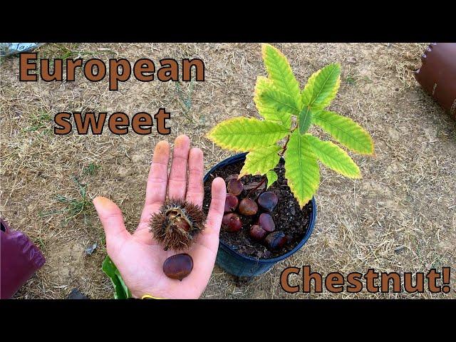 How to grow Chestnut trees from seed (European sweet chestnut)