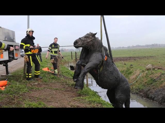 Uitgeput paard uit sloot getakeld bij Velddriel