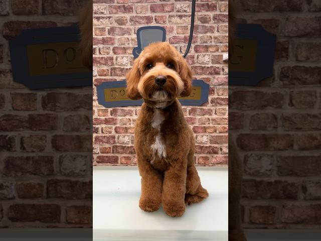 Doggy Daily Episode 267: Hamish the Cavapoo  #cavapoo #doggrooming