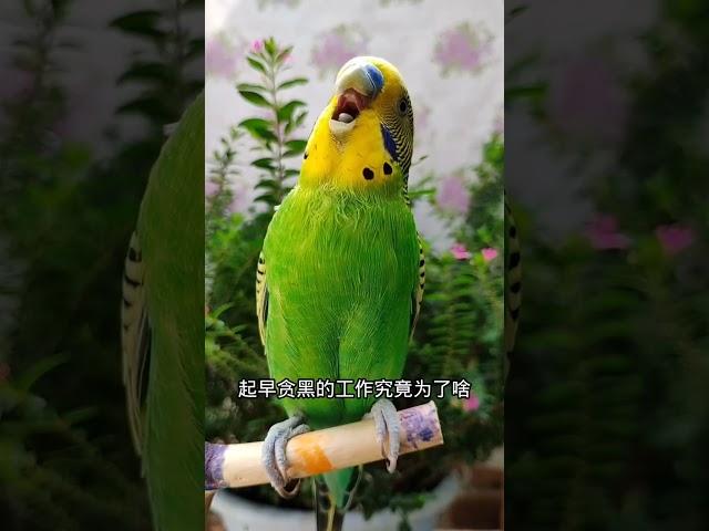 #年轻人养宠图鉴 #夏日萌友季  #parrot #cuteparrot