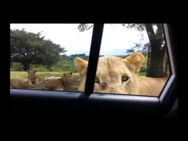 Lion Opens Car Door Meme- To Be Continued- Roundabout