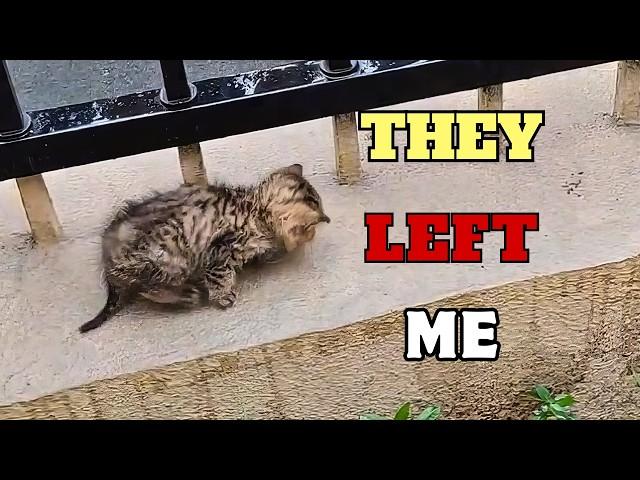 Tiny kitten was wobbling down the road, lonely and helpless until this happened