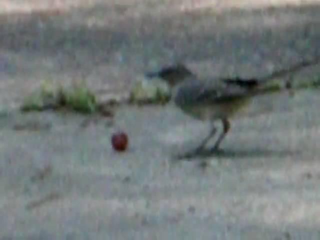 GrapeBird.MOV