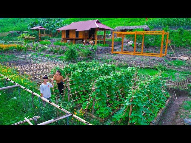 Lost In The Old Forest. Harvesting Canarium Fruit To Sell At The Market, Sang Vy Farm Garden