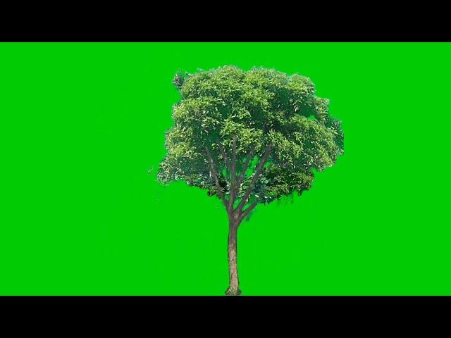 Mango tree green screen video backgrounds