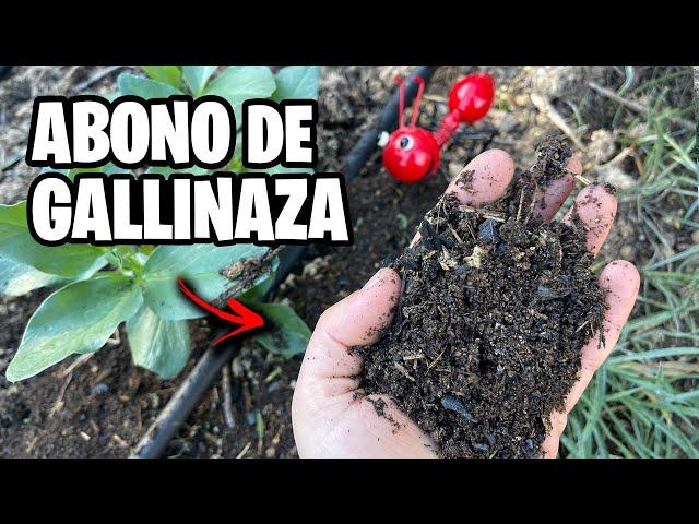 POWERFUL FERTILIZER with CHICKEN MANURE!!  Create BLACK GOLD for your Plants Step by Step | Ivan...