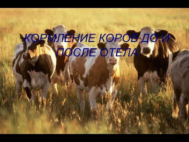 КОРМЛЕНИЕ КОРОВ ДО И ПОСЛЕ ОТЕЛА ! МОЙ ЛИЧНЫЙ ОПЫТ