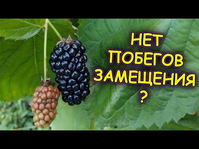 Что делать если нет побегов замещения на ежевике. Как вызвать рост побегов замещения на ежевике.