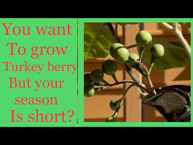 My experience growing Turkey Berry / Sundaikai @Myhomegarden-unlimited