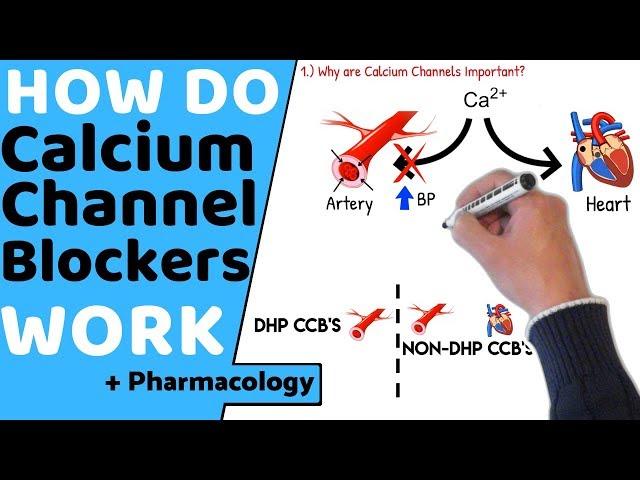 How do Calcium Channel Blockers Work? (+Pharmacology)
