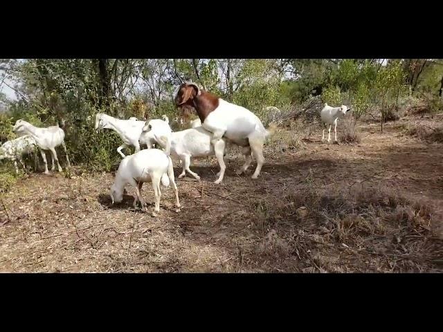 Pure SA Boer Meat goat crossing with Saanen Dairy Goat