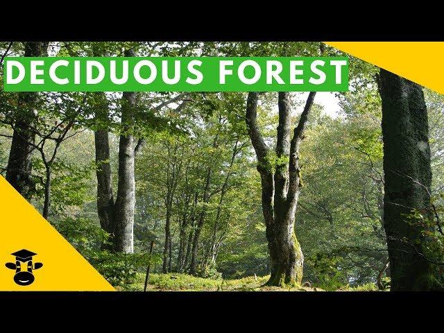 The temperate deciduous forest biome