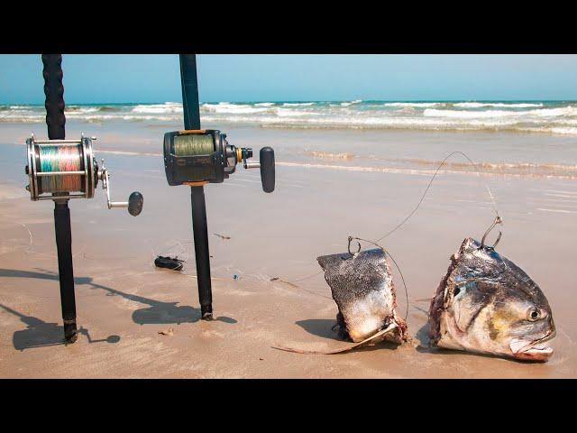 using shark bait at the beach - live mullet and jack