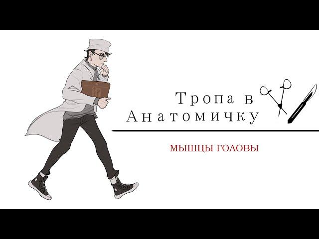 Миология. Мышцы головы