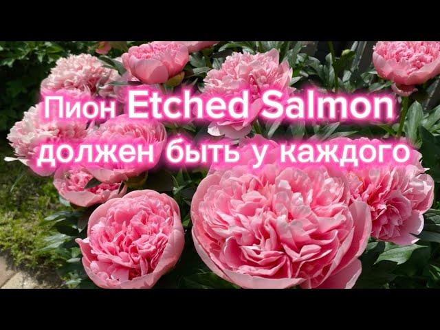 Пион Etched Salmon должен быть у каждого!!!