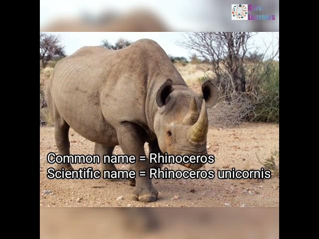 Scientific name of Rhinoceros