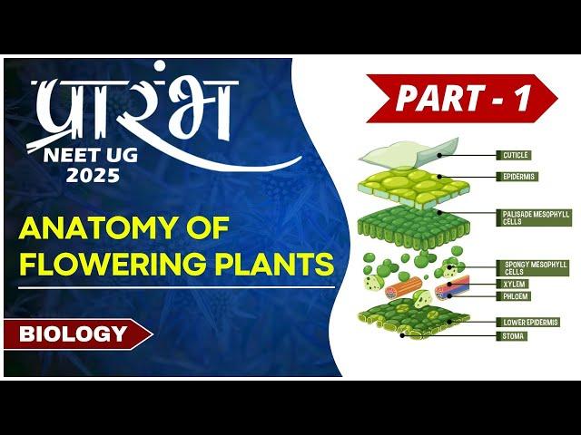 Anatomy of Flowering Plant | Part -1 |  DPD Ma'am  | NEET UG 2025 | #neet #biology #education