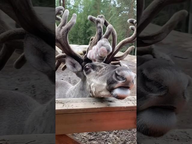 Visiting a Finnish reindeer farm was on the top of my bucket list #reindeer #foryou #finland