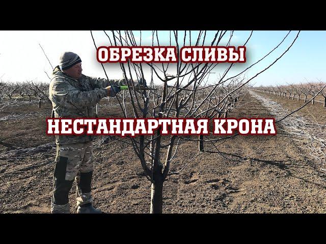 Обрезка сливы / нестандарная крона