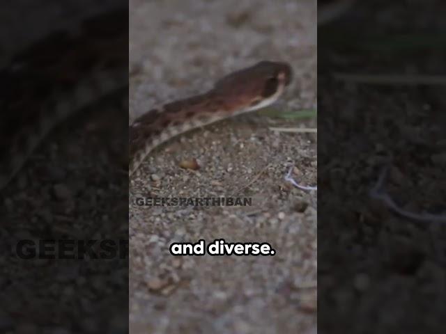 Serpent-Free Serenity: Exploring the Desert Wilderness | Geeks Parthiban
