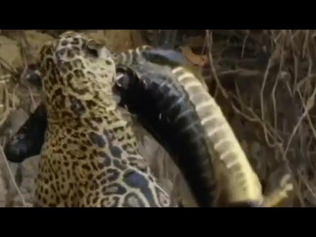 ЛЕОПАРД ОХОТИТСЯ НА КРОКОДИЛА#             LEOPARD HUNTS CROCODILE