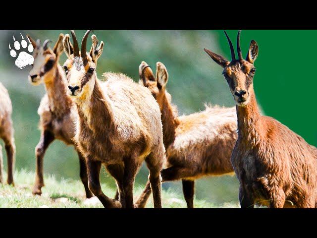 ISARD: The Acrobat of the Pyrenees ️ - HD Animal Documentary - AMP