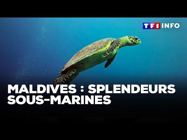 Maldives : splendeurs sous-marines｜TF1 INFO