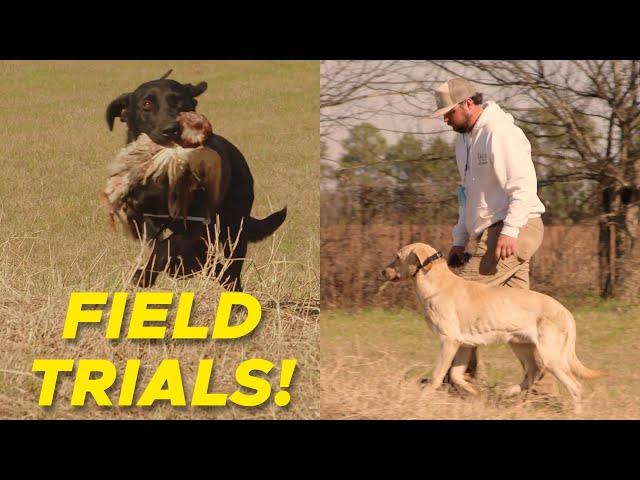 Winter Training Day | Retriever Field Trial Dogs