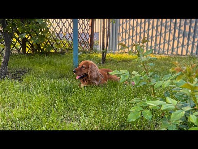 Английский кокер-спаниель. Домашний уход за собакой.