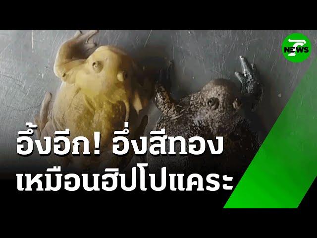 อึ้ง! อึ่ง 5 ขา CPR ช่วยชีวิตจากคมเขี้ยวงู | 27 พ.ค. 68 | ห้องข่าวหัวเขียว