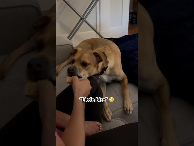 What a good boy  #viral #funny #dog #treats #little #trending