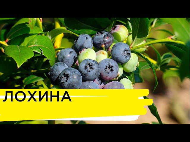 Корисні властивості продуктів | Лохина