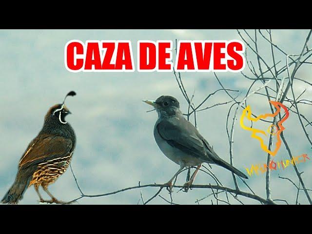 Caza de Zorzales, Codornices y Conejo Julio 2022 en Chile I Birds of Hunting in Chile 2022