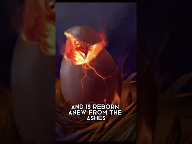 FACTS about the PHOENIX!! #myth #phoenix #bird #legend #fire #shorts