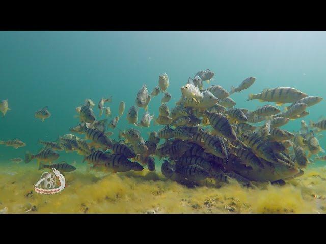 MASSIVE Schools of Yellow PERCH