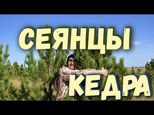 Путь кедрового сеянца от орешка до дерева